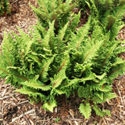 Hardy Fern Polystichum setiferum 'Congestum'